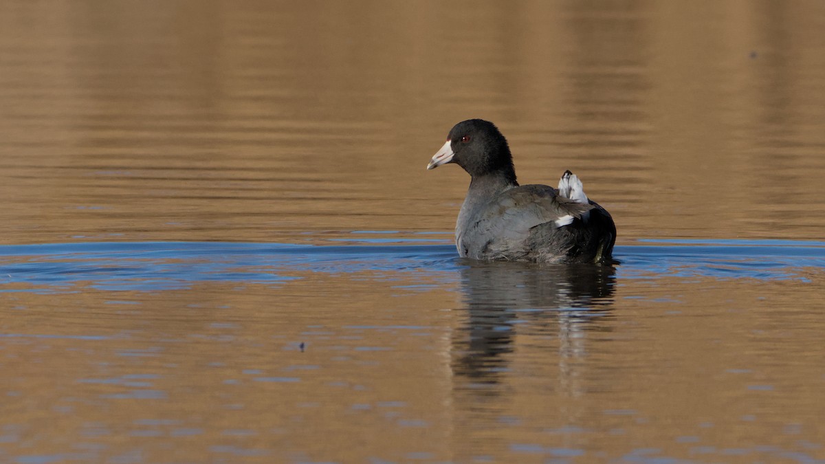 lyska americká - ML646753637