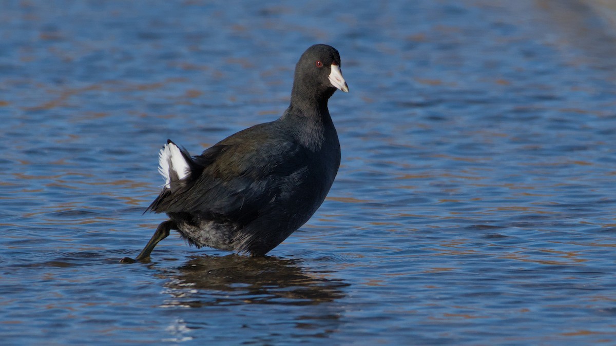 lyska americká - ML646753638