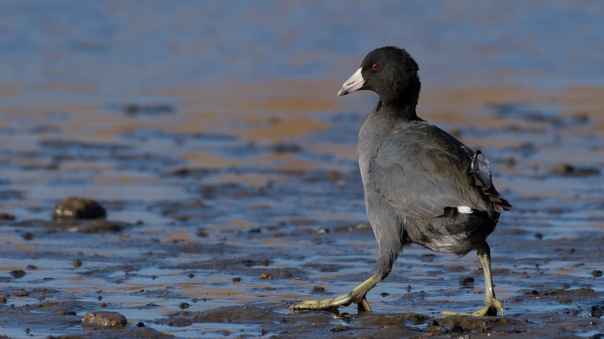 lyska americká - ML646753639