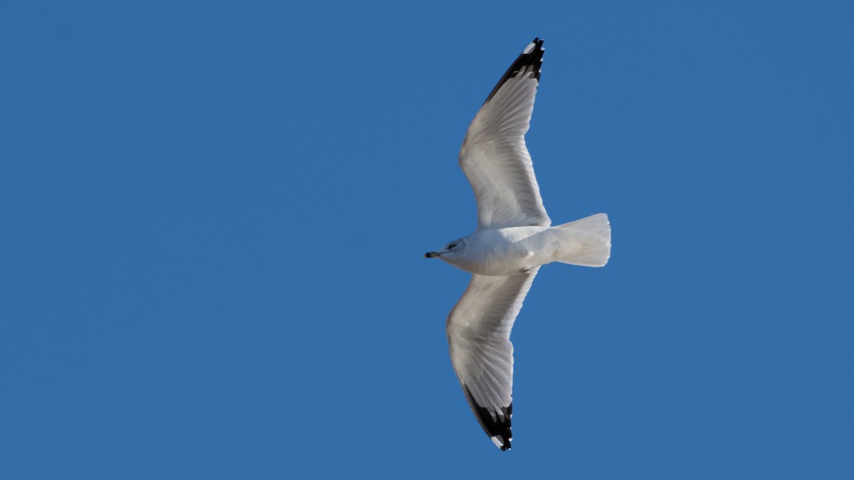 racek kroužkozobý - ML646753643