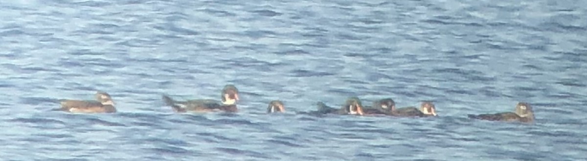 Canard branchu - ML646753644