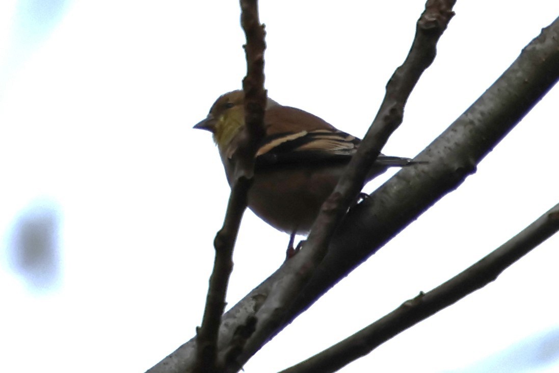 American Goldfinch - ML646753652