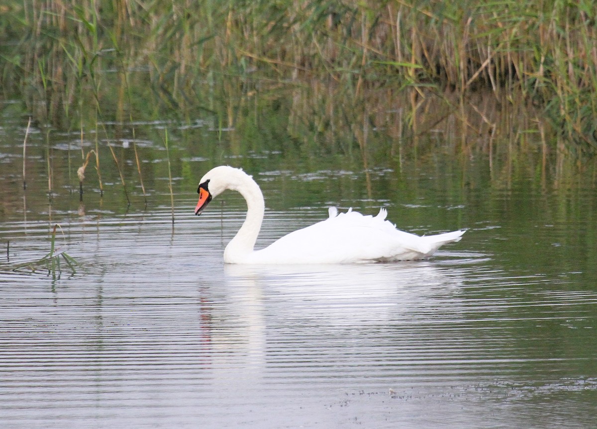 Cygne tuberculé - ML646753653