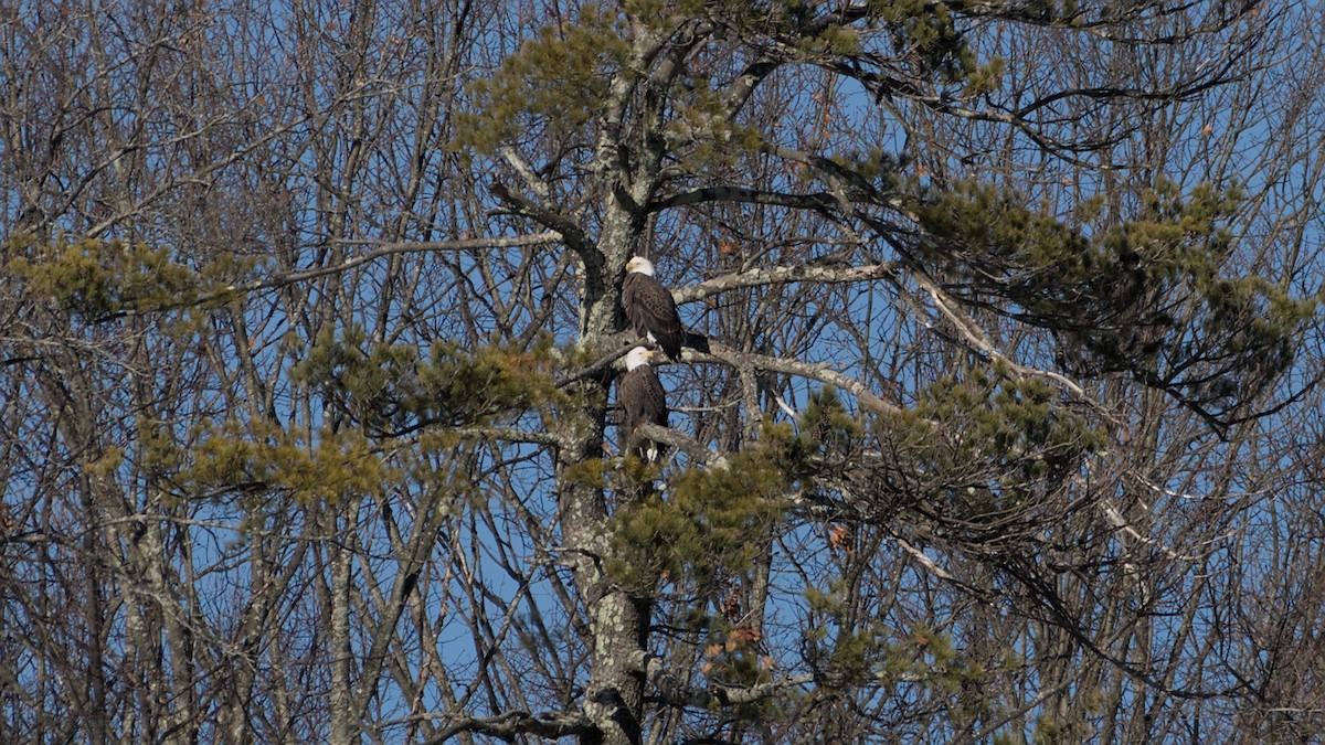 orel bělohlavý - ML646753654