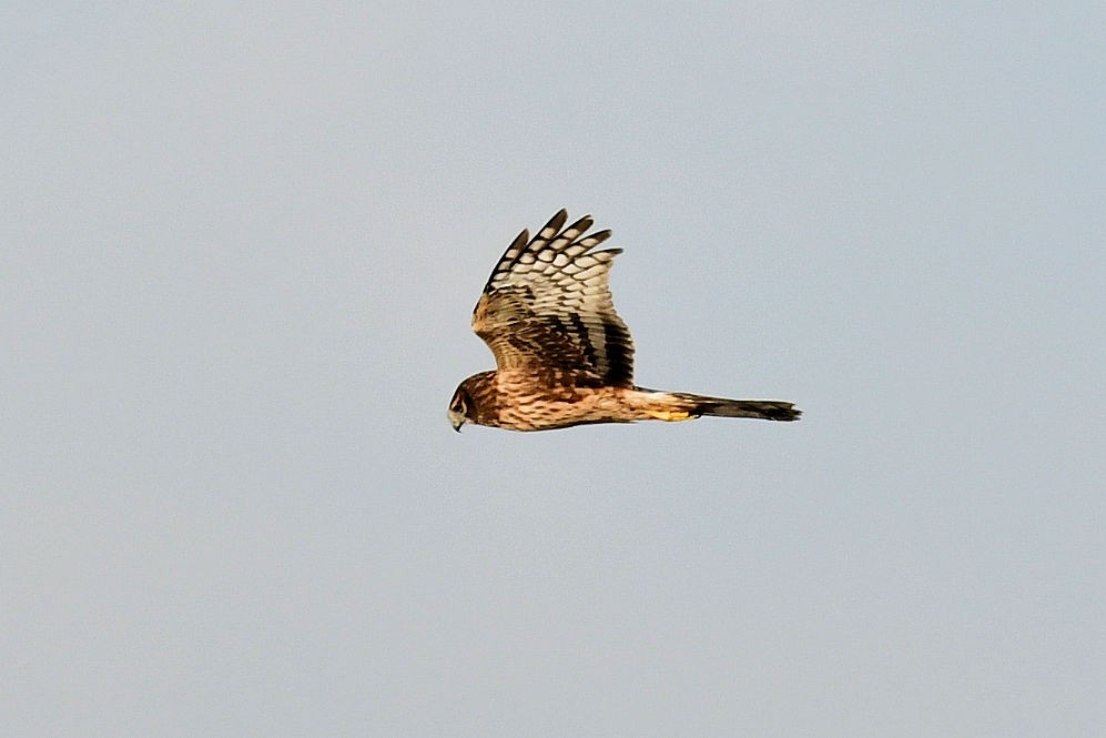 Busard des marais - ML646753656