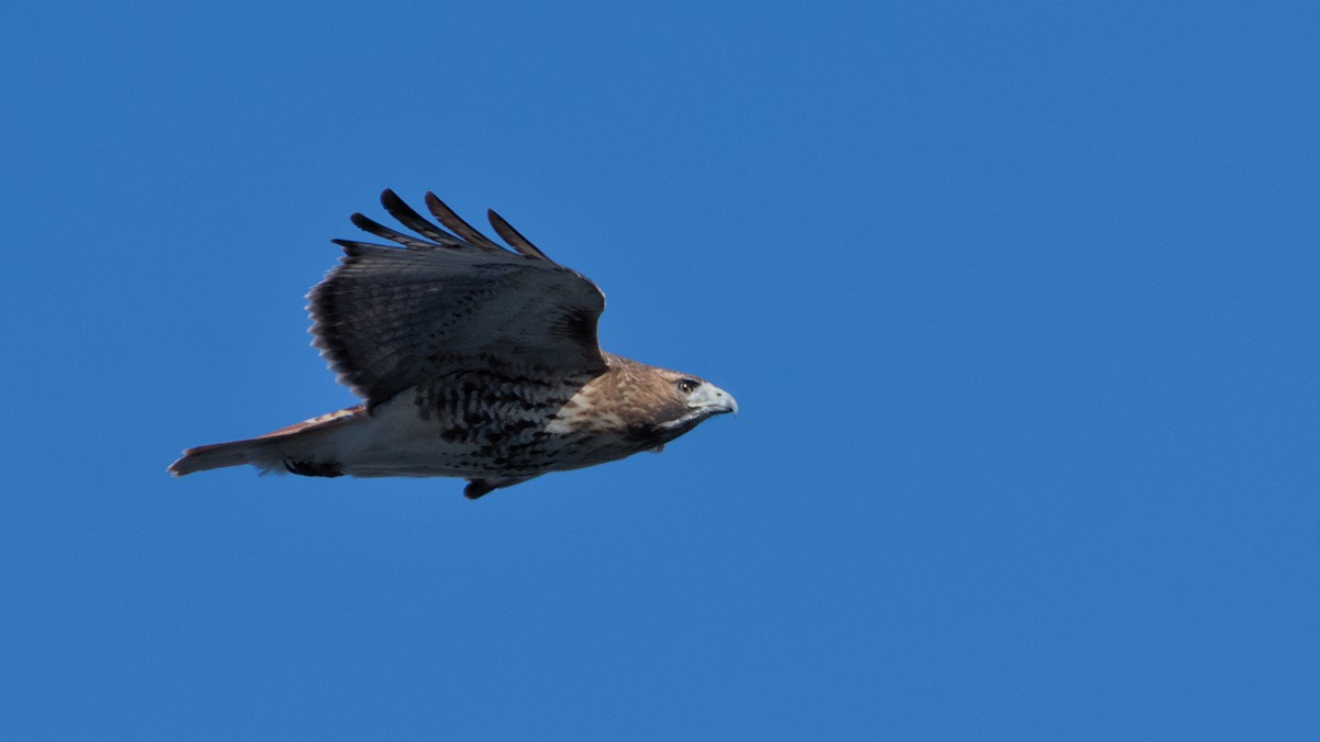 káně rudochvostá - ML646753658