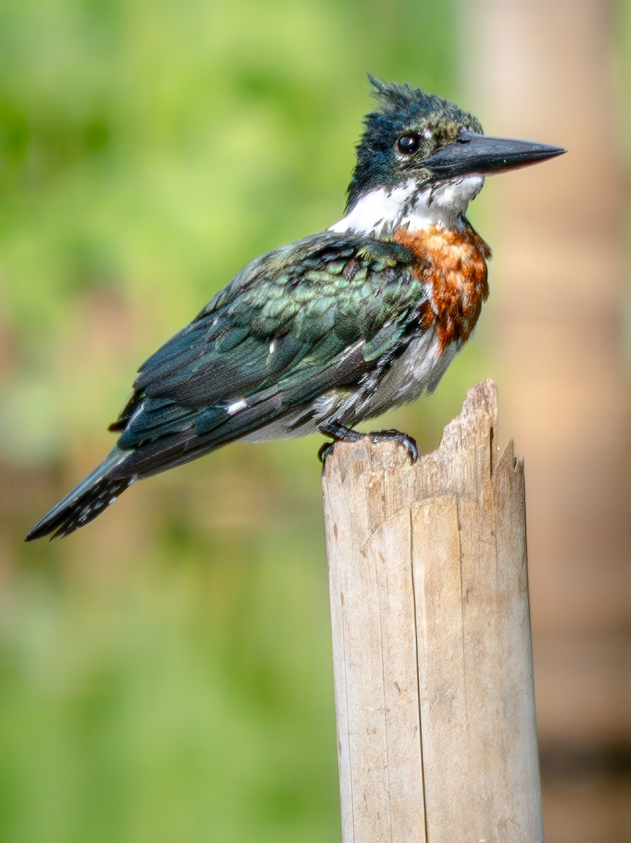 Amazon Kingfisher - ML646753659