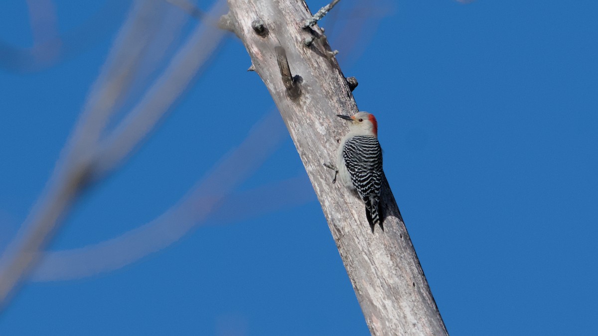 datel karolínský - ML646753660