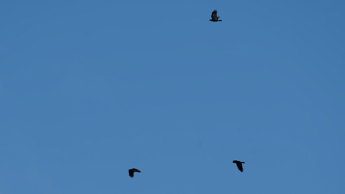 vrána americká - ML646753662