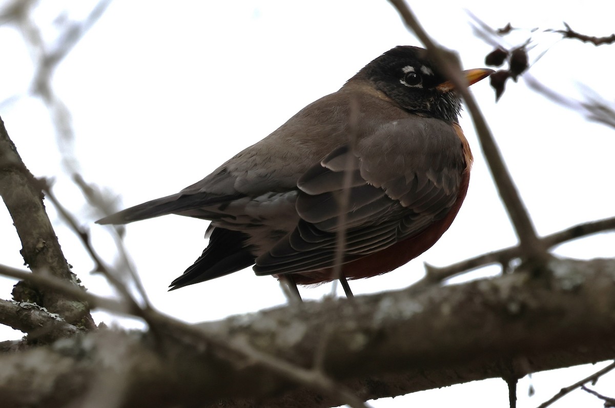 Zozo papargorria - ML646753663