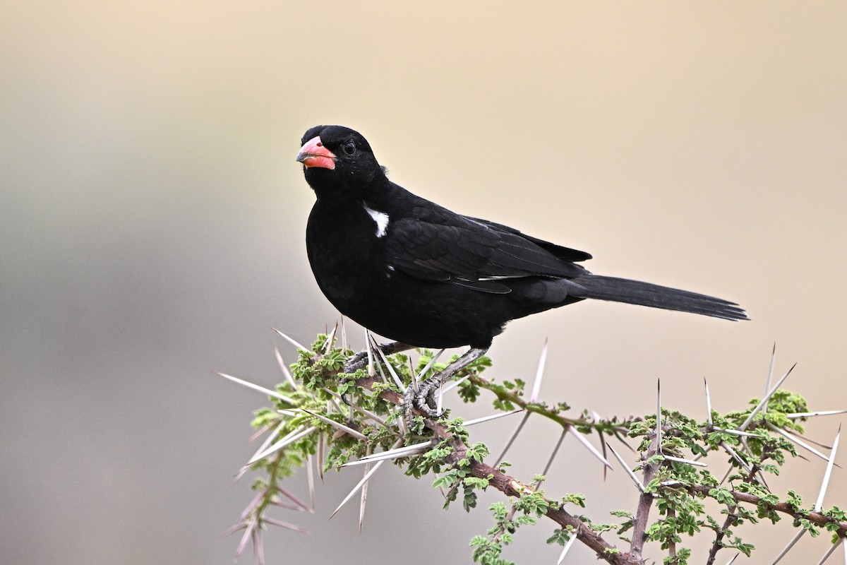 Kırmızı Gagalı Dokumacı - ML646753667