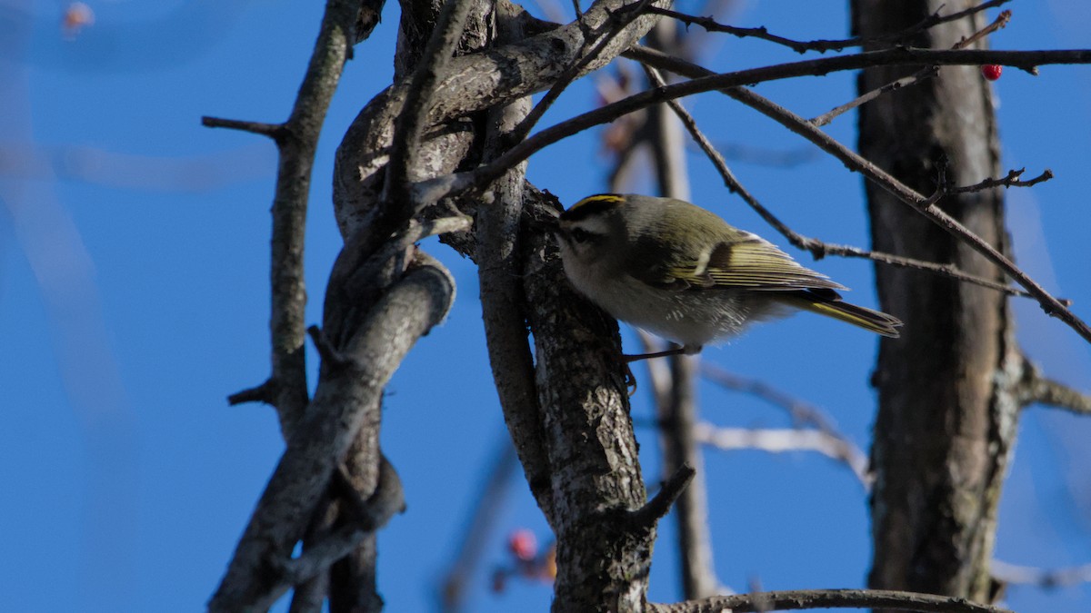 králíček zlatohlavý - ML646753668