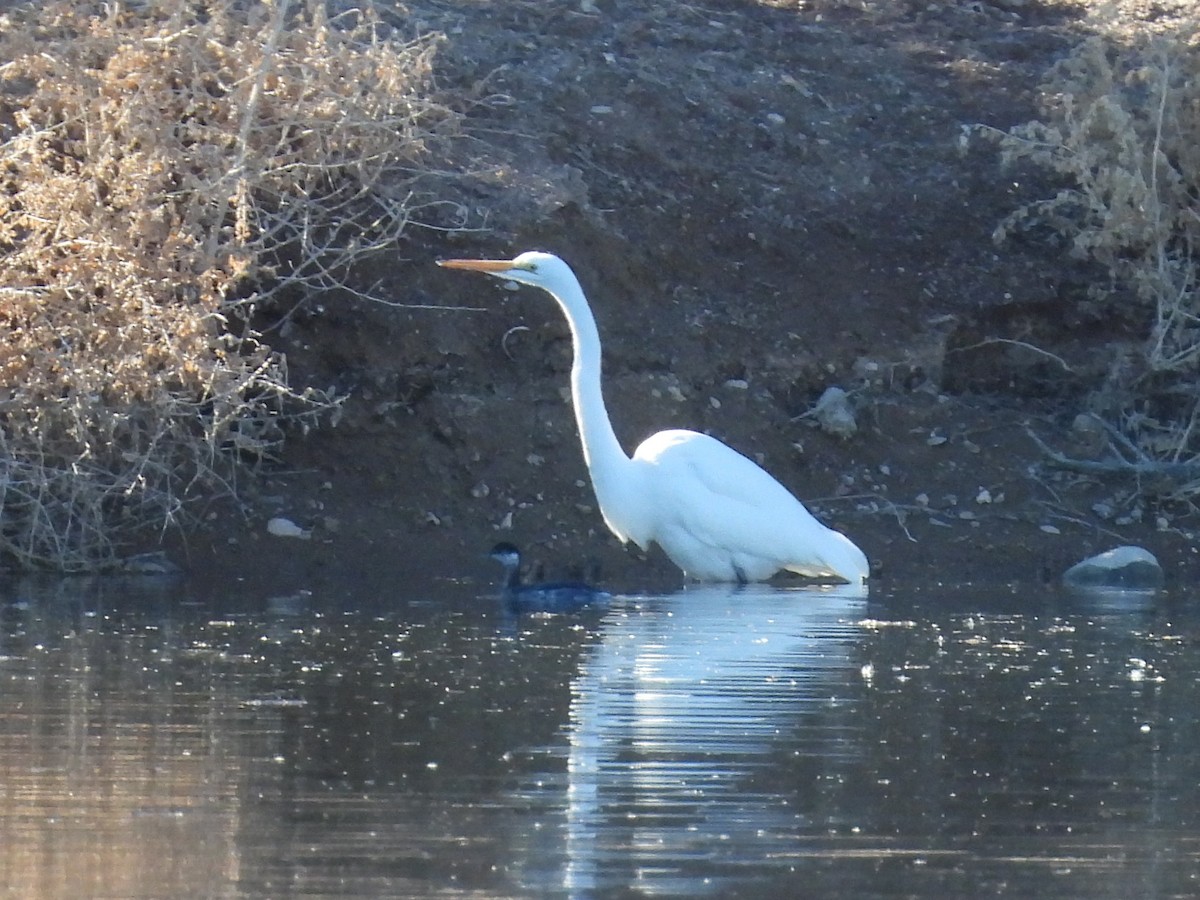 Büyük Ak Balıkçıl - ML646753669