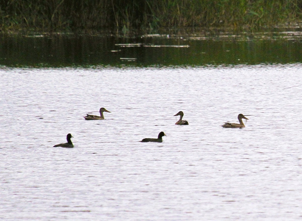 Kaşıkgaga - ML646753670