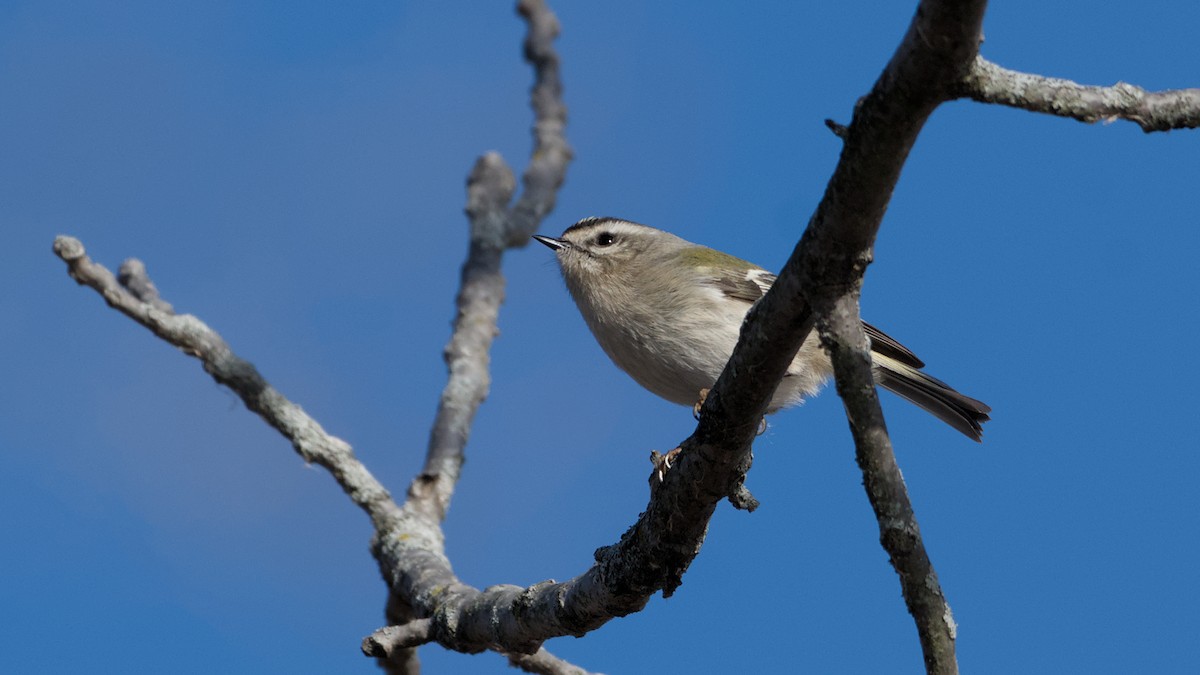 králíček zlatohlavý - ML646753671