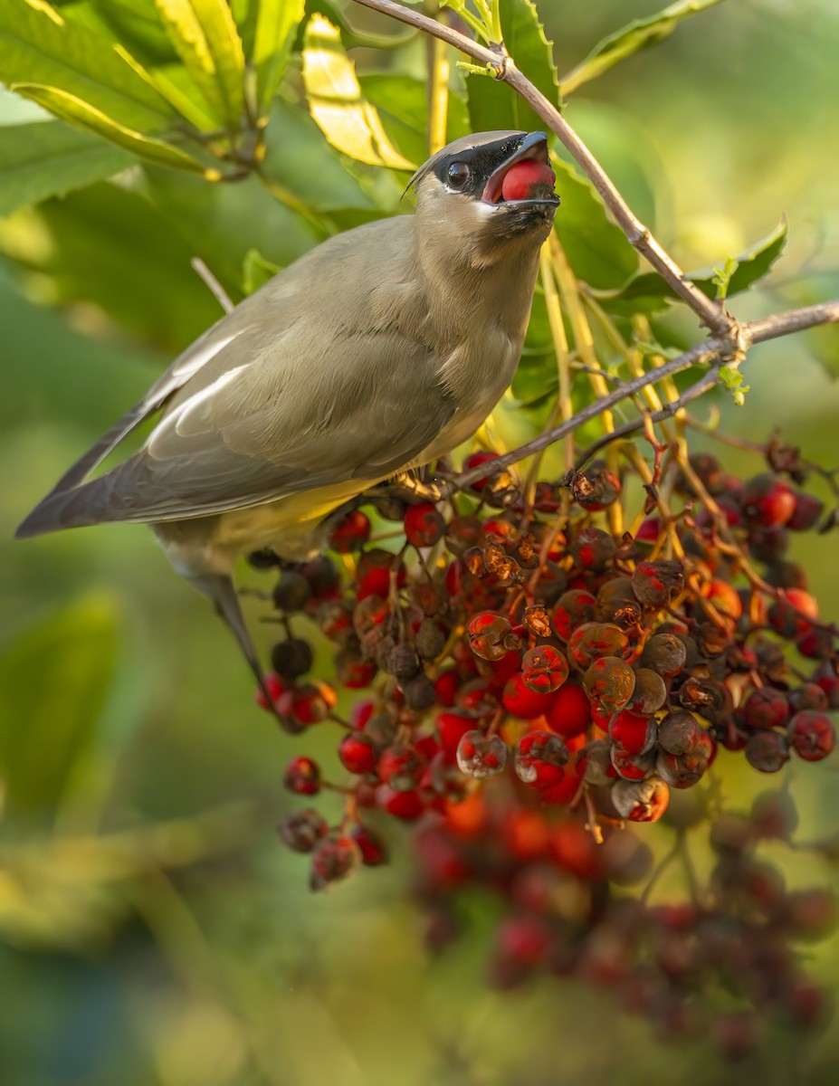 Sedir İpekkuyruğu - ML646753672