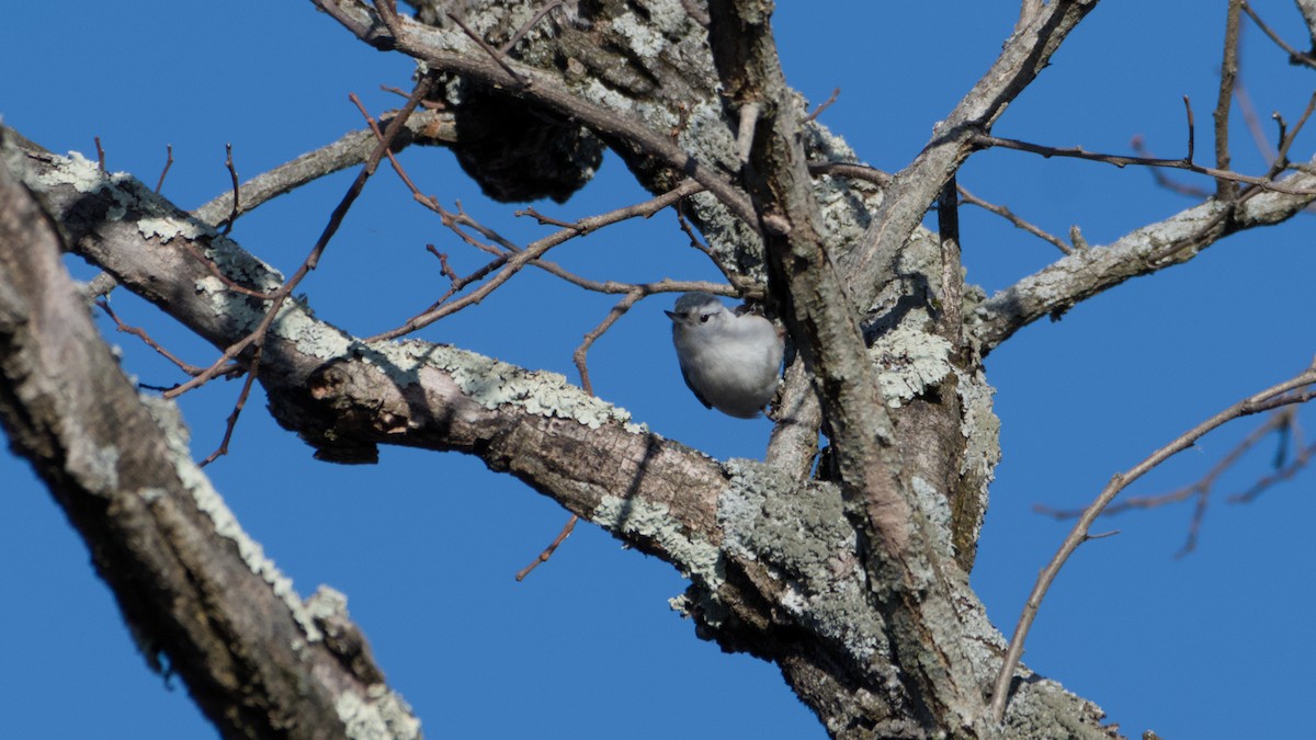 brhlík běloprsý - ML646753673