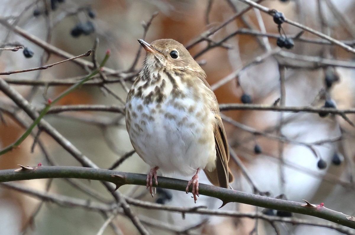 Hermit Thrush - ML646753674