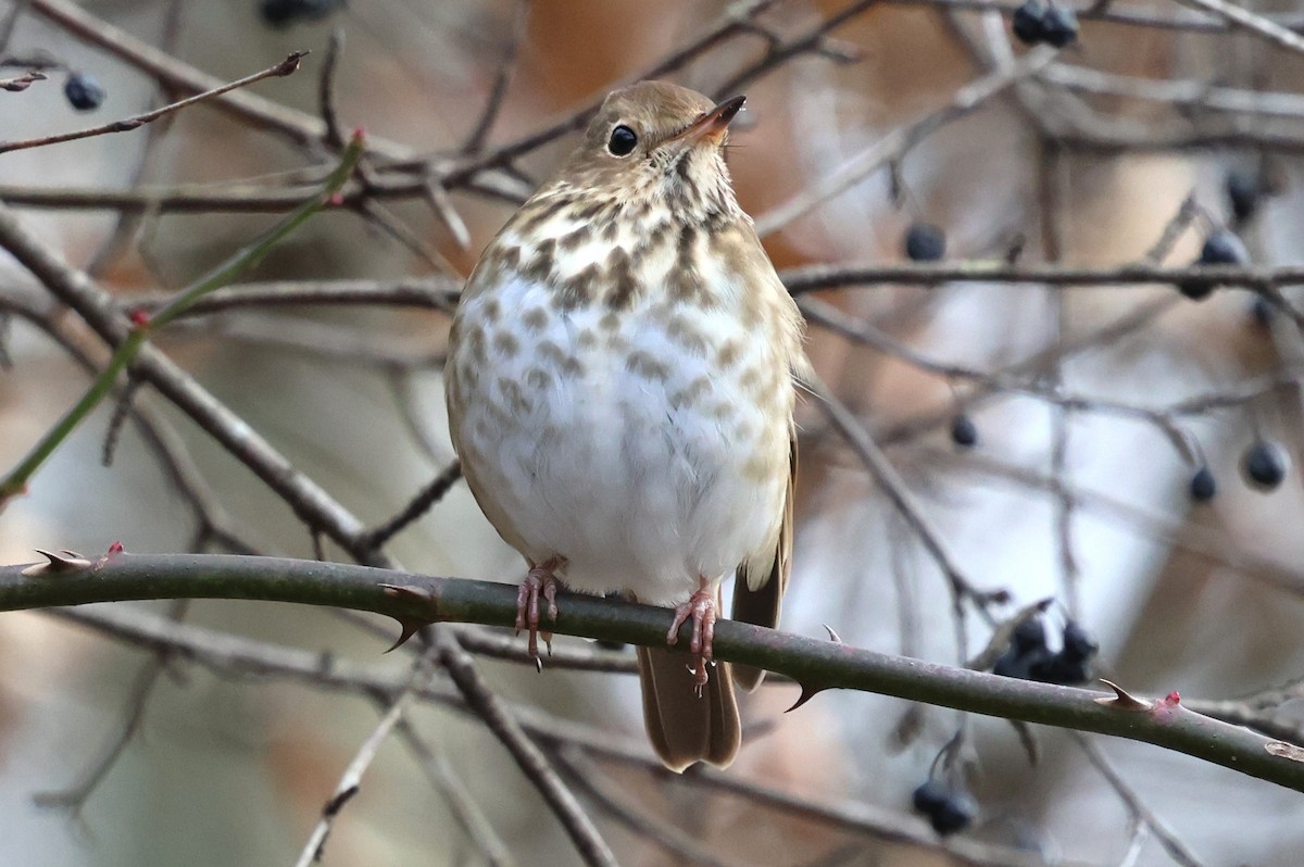Hermit Thrush - ML646753675