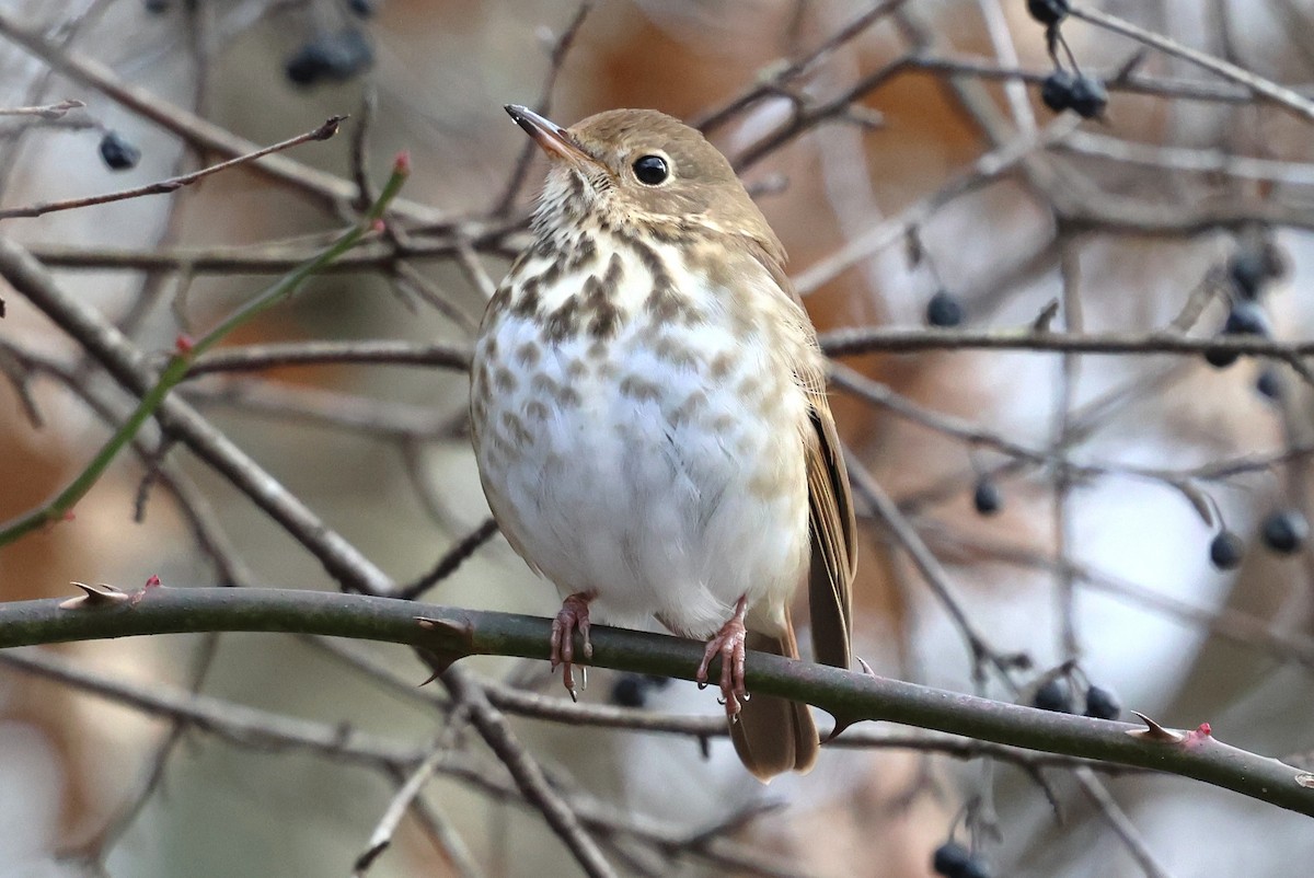 Hermit Thrush - ML646753676
