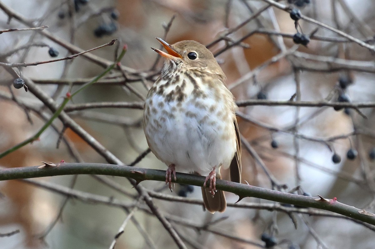 Hermit Thrush - ML646753677