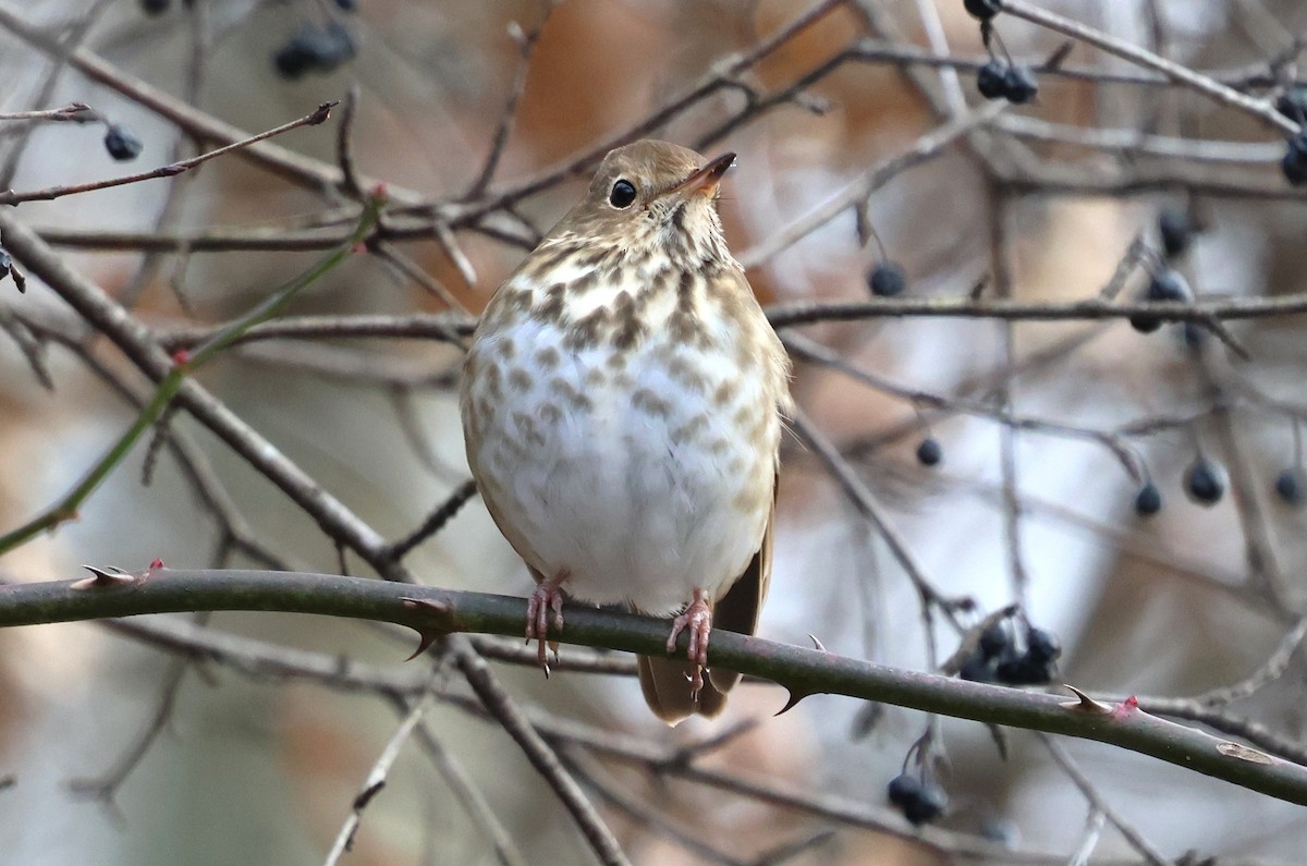 Hermit Thrush - ML646753678