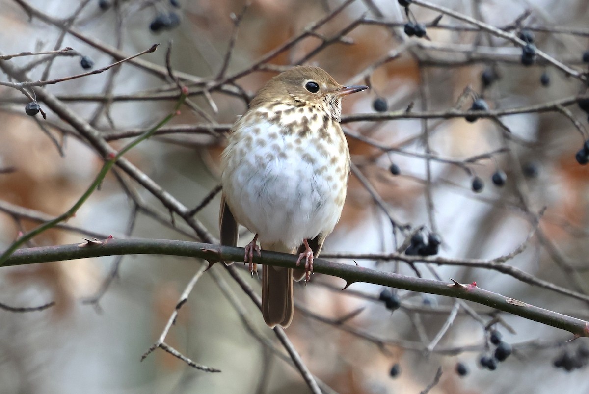 Hermit Thrush - ML646753679