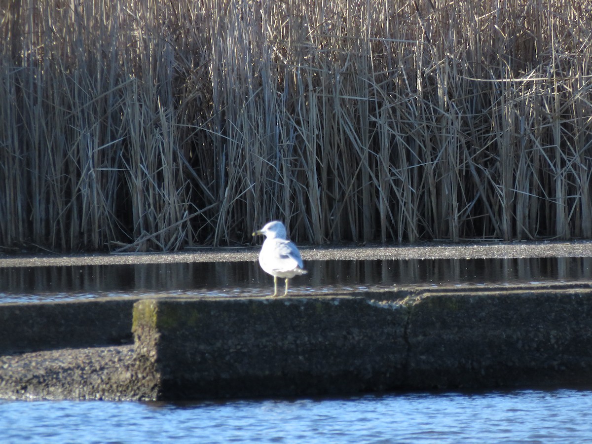 Ringschnabelmöwe - ML646753680