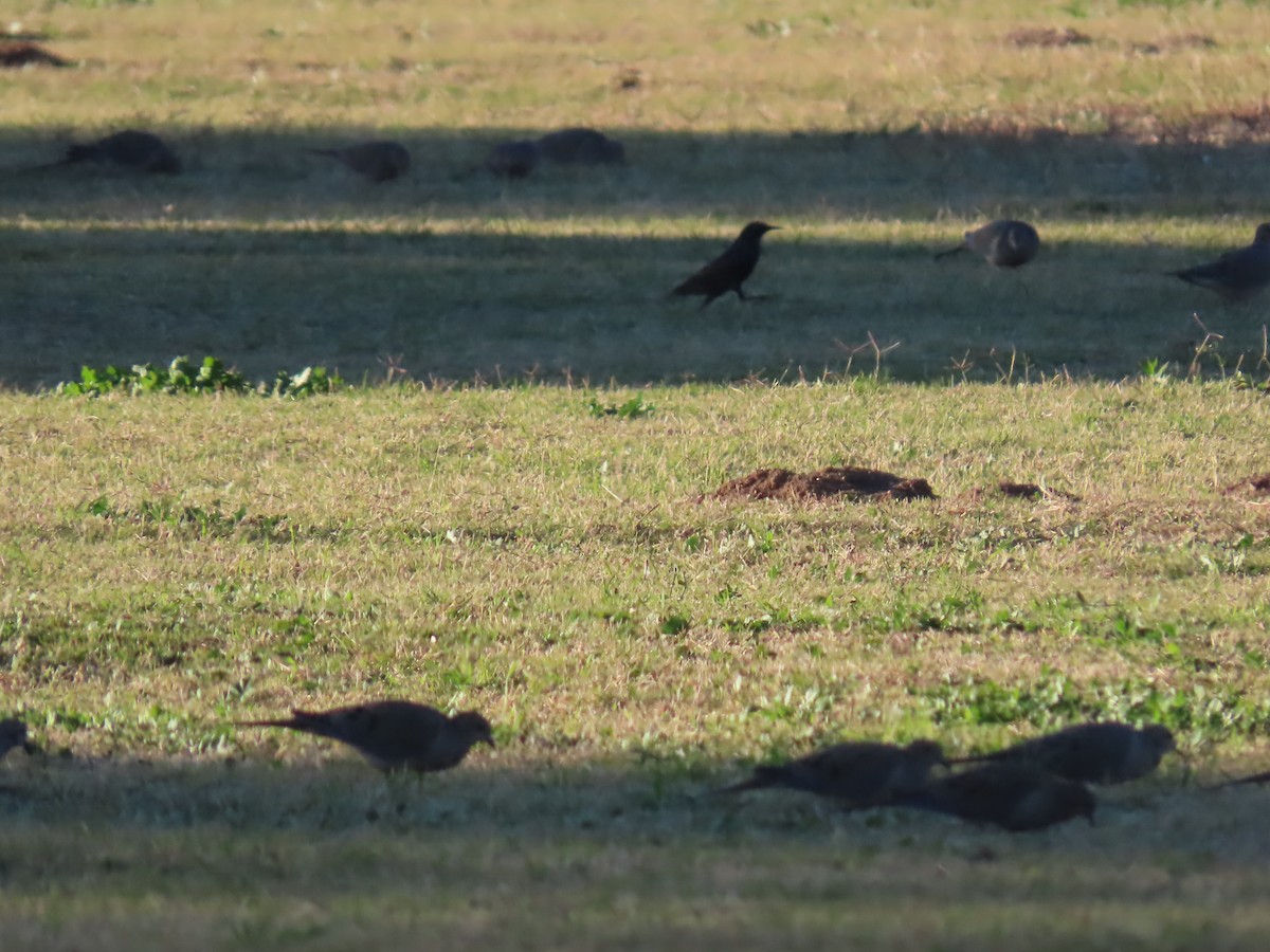 Uzun Kuyruklu Kumru - ML646753682