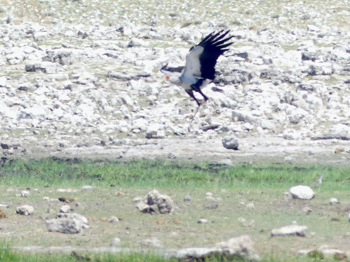 Sekreterkuşu - ML646753685