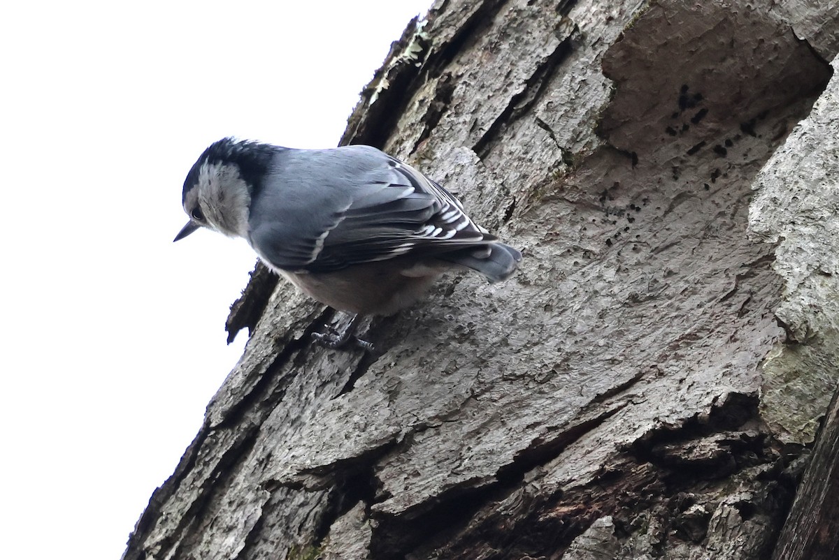 White-breasted Nuthatch - ML646753687