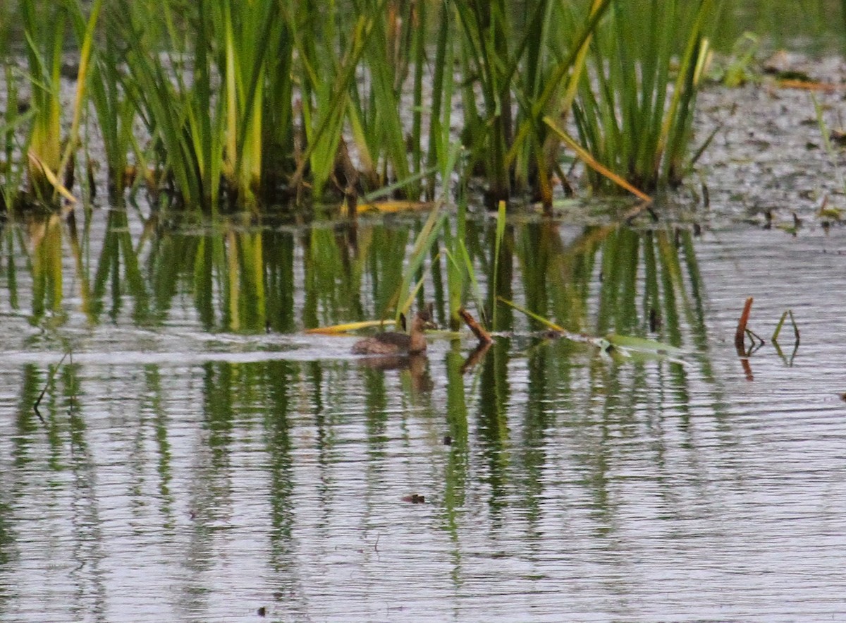 Little Grebe - ML646753688