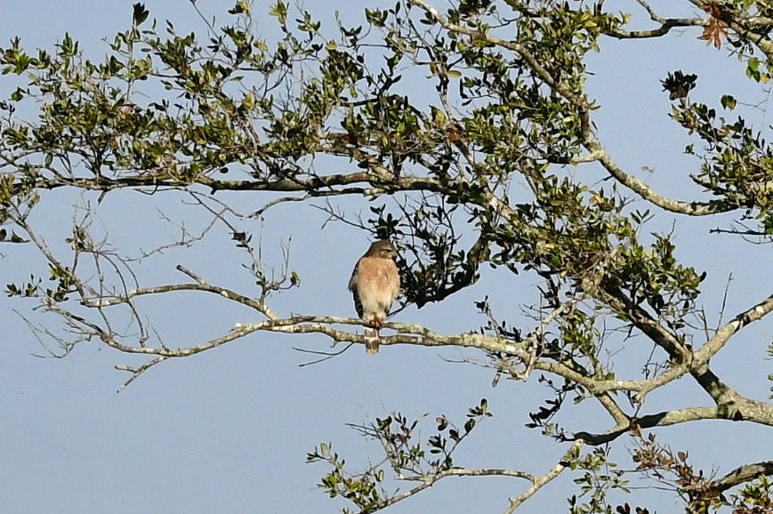 Kızıl Omuzlu Şahin - ML646753690