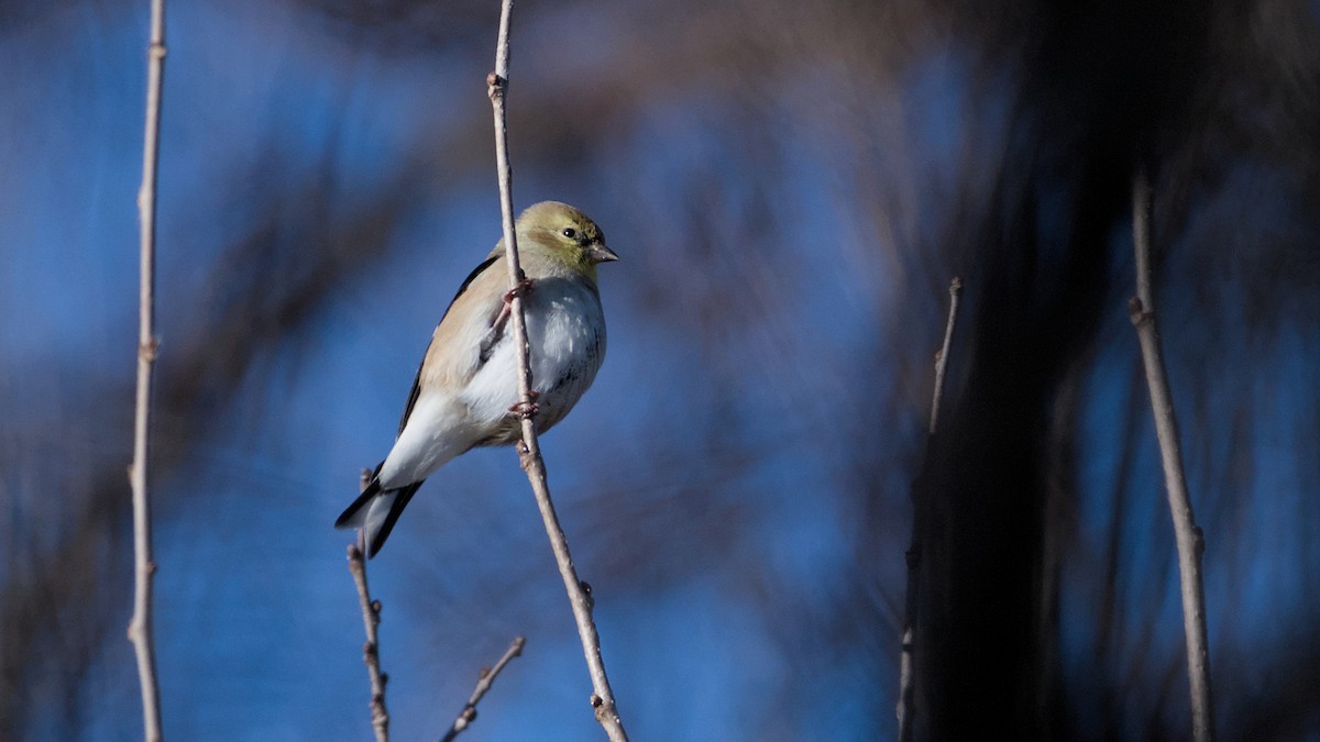 čížek žlutý - ML646753703