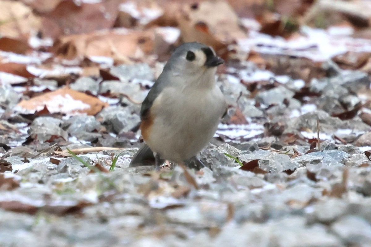 Tufted Titmouse - ML646753704