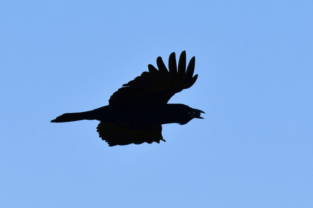 Amerika Kargası - ML646753705