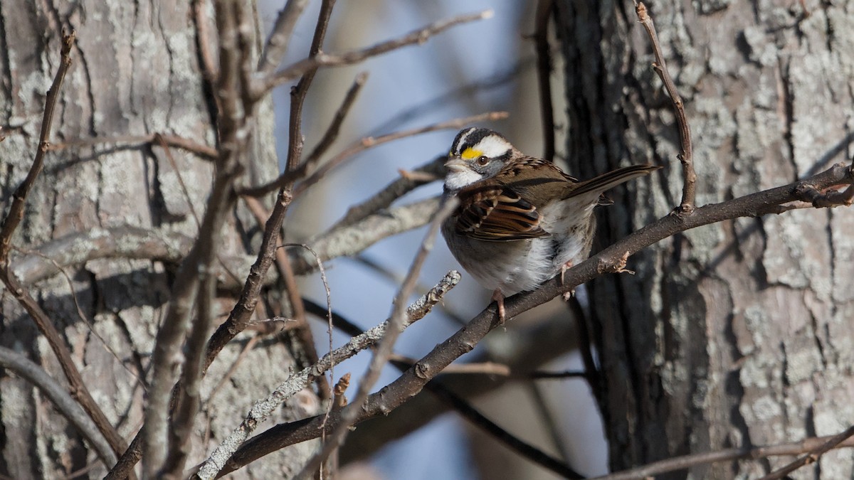 strnadec bělohrdlý - ML646753706