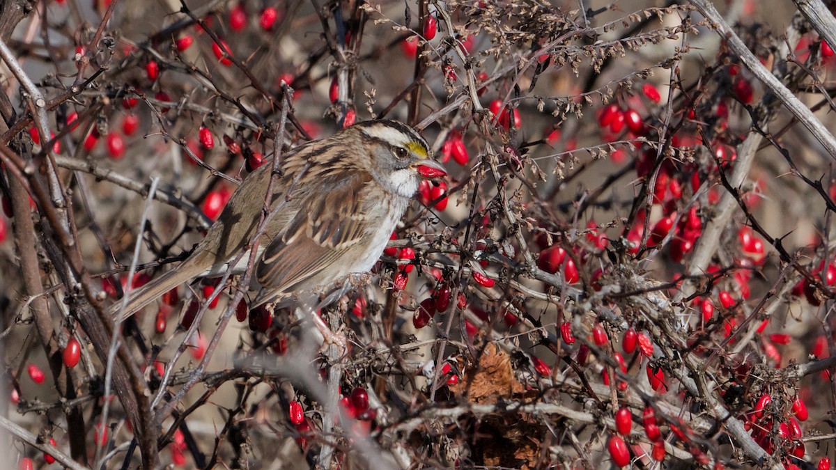 strnadec bělohrdlý - ML646753707