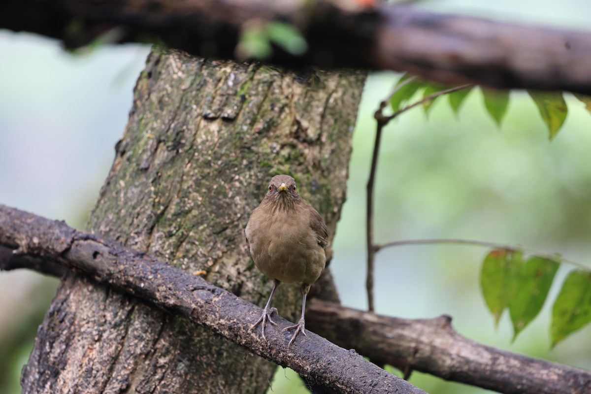 Clay-colored Thrush - ML646753711