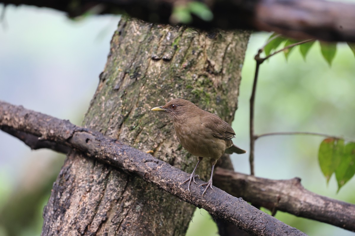 Clay-colored Thrush - ML646753712