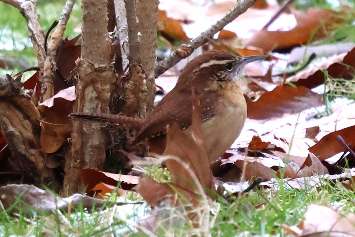Carolina Wren - ML646753713