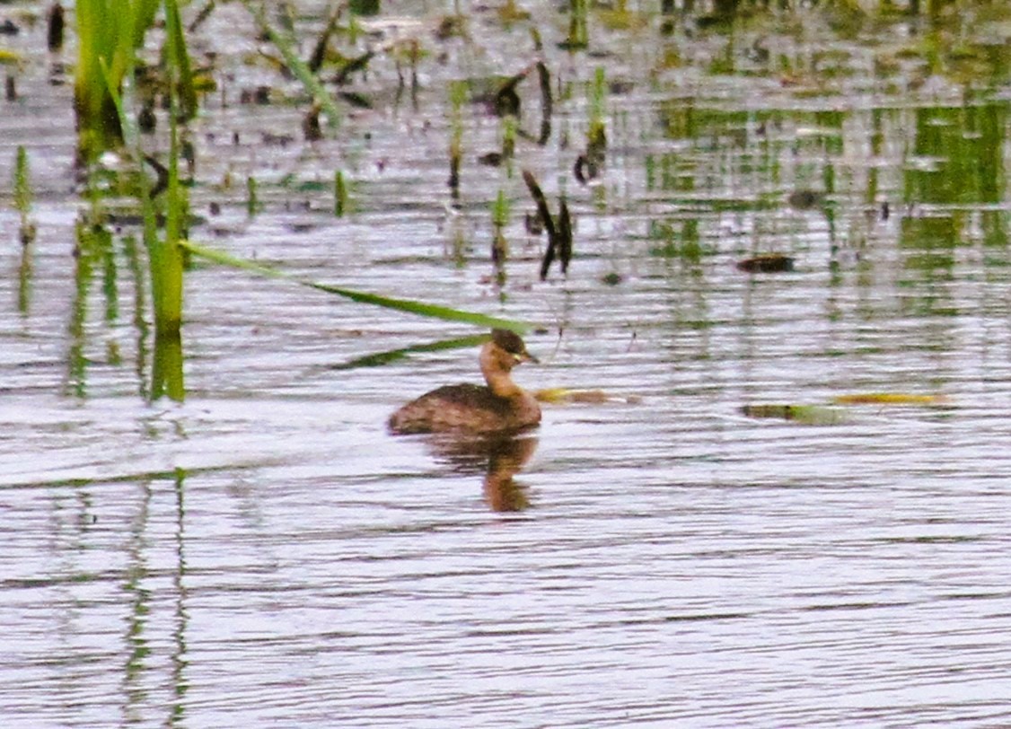 Little Grebe - ML646753717