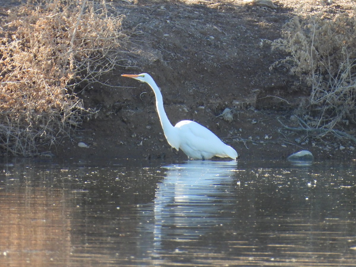 大白鷺 - ML646753718