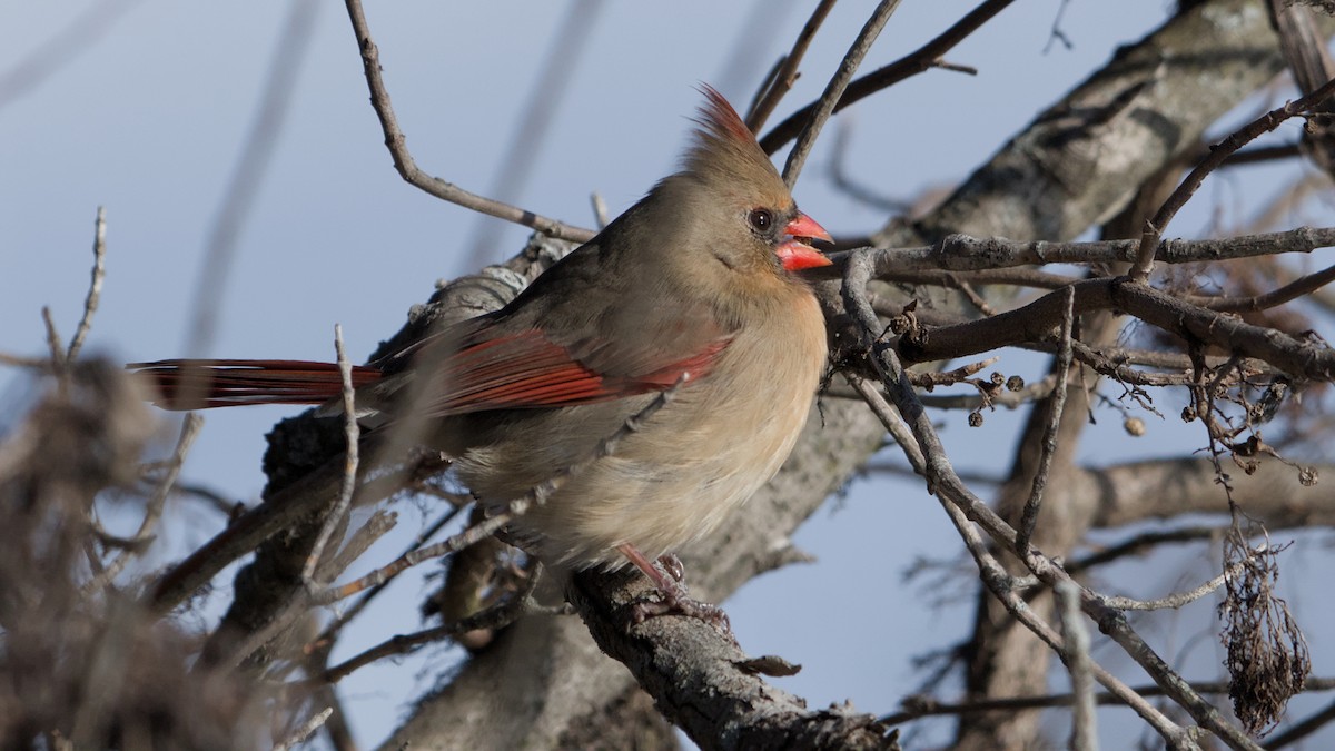 kardinál červený - ML646753719