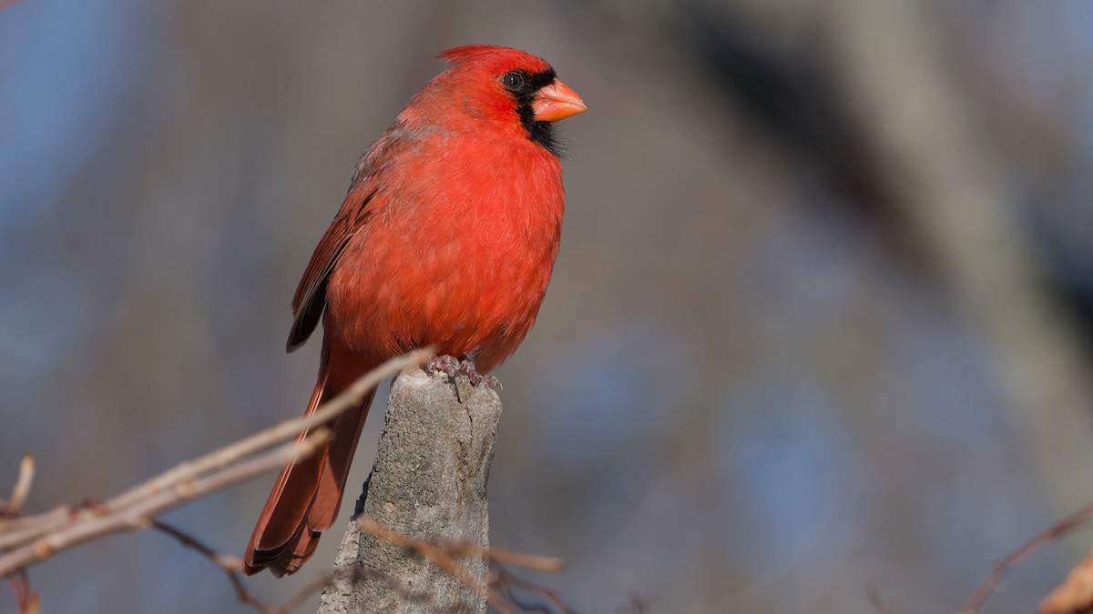 kardinál červený - ML646753720