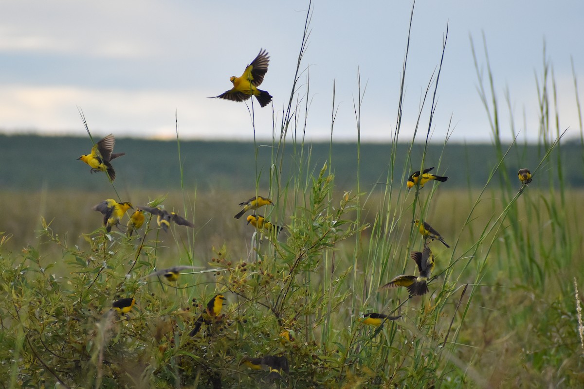 Tordo Amarillo - ML646753724