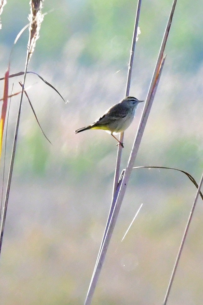 Palm Warbler - ML646753732