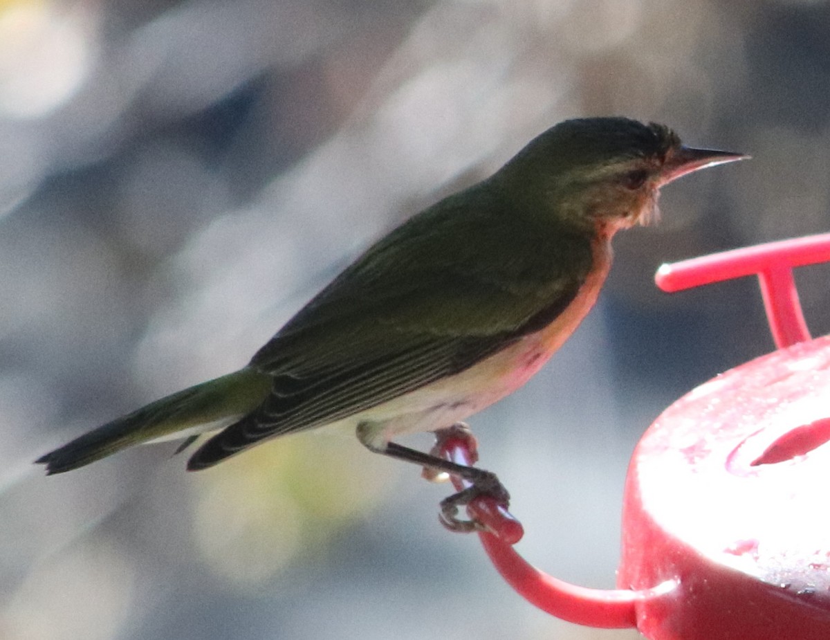 Tennessee Warbler - ML646753733