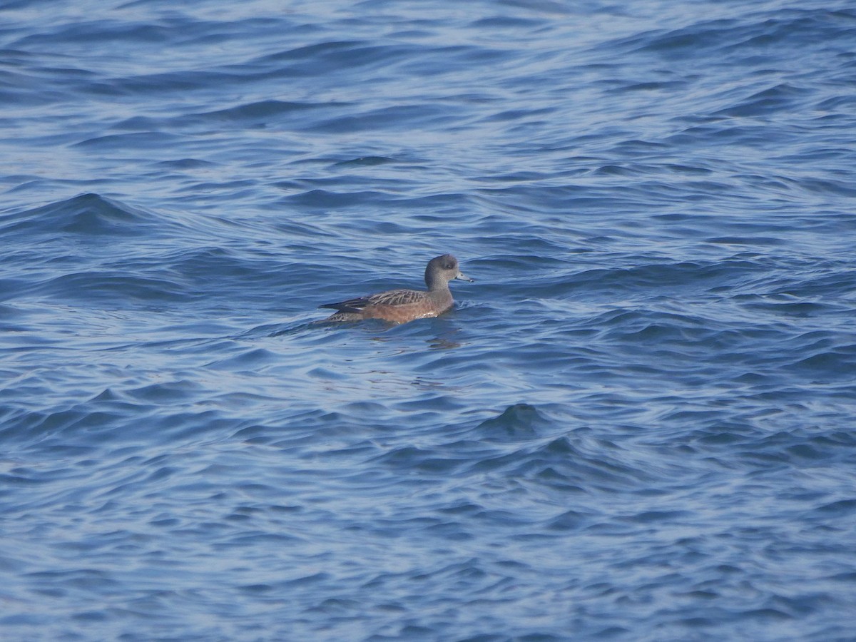 amerikablesand - ML646753734