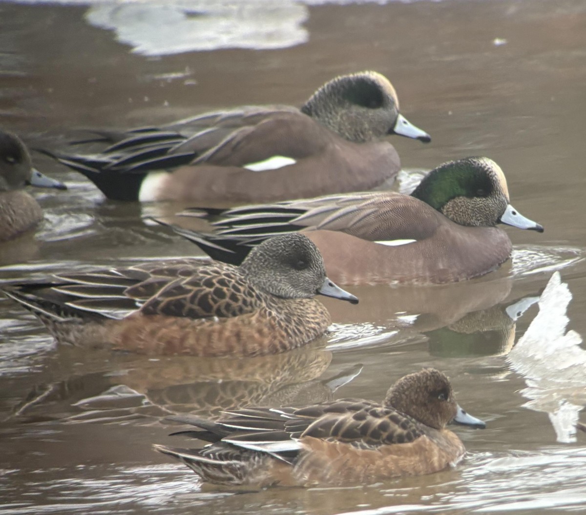 ברווז אמריקני - ML646753735